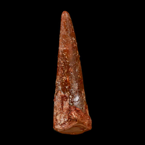 1.1" Pterosaur Coloborhynchus Fossil Tooth Upper Cretaceous Morocco COA & Display - Fossil Age Minerals