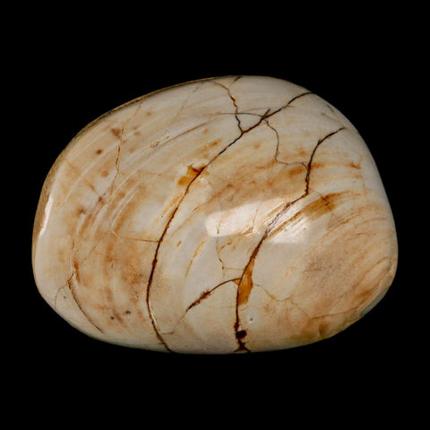 2.9" Clam Fossil Polished Jurassic Madagascar Bivalve Mollusk 150 Million Years Old - Fossil Age Minerals