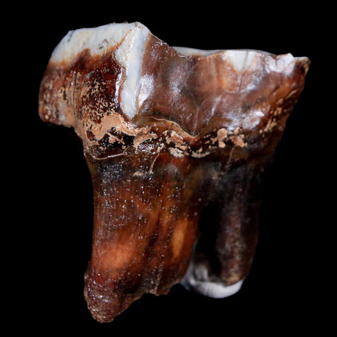 1.8" Woolly Rhinoceros Fossil Rooted Tooth Pleistocene Age Megafauna Russia COA - Fossil Age Minerals