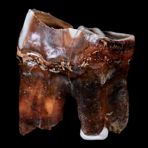 1.8" Woolly Rhinoceros Fossil Rooted Tooth Pleistocene Age Megafauna Russia COA - Fossil Age Minerals