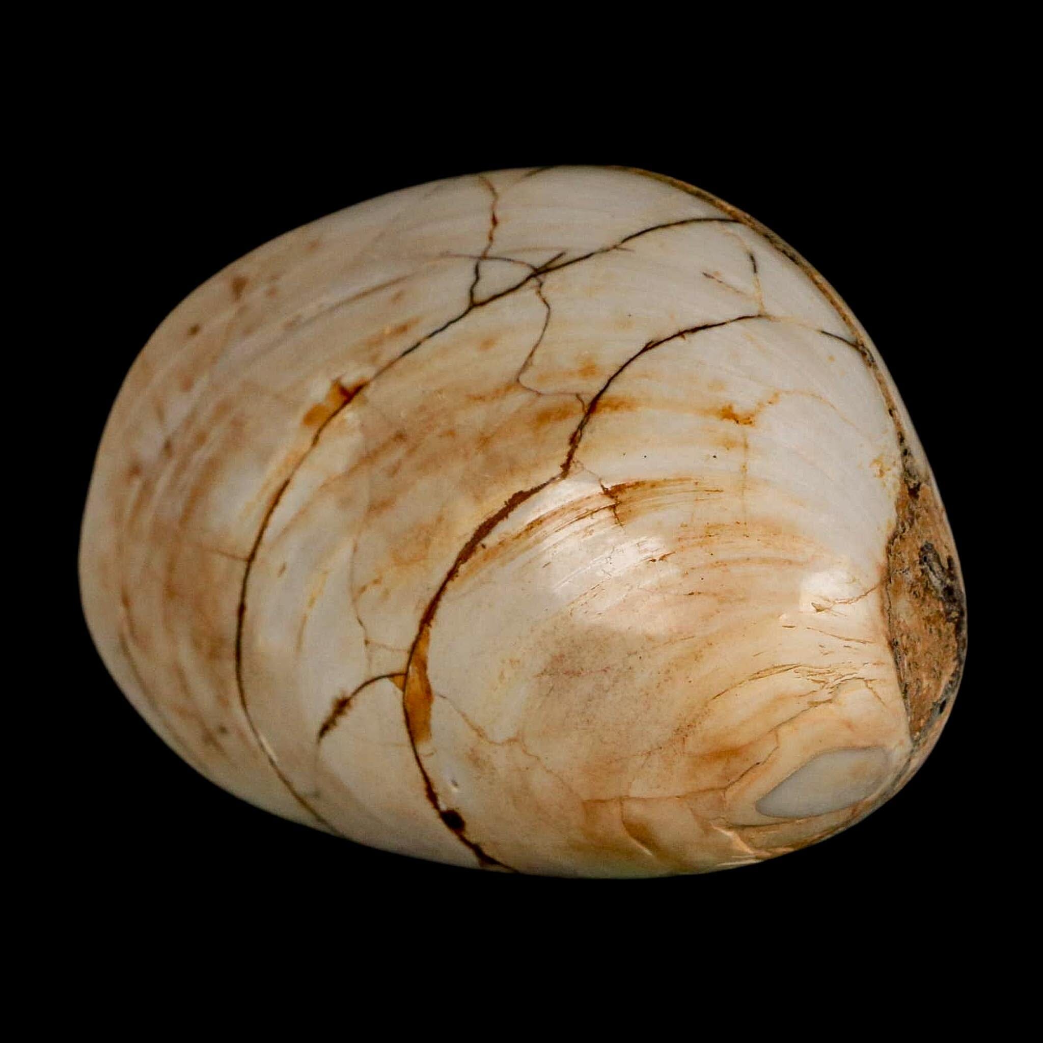 2.9" Clam Fossil Polished Jurassic Madagascar Bivalve Mollusk 150 Million Years Old - Fossil Age Minerals