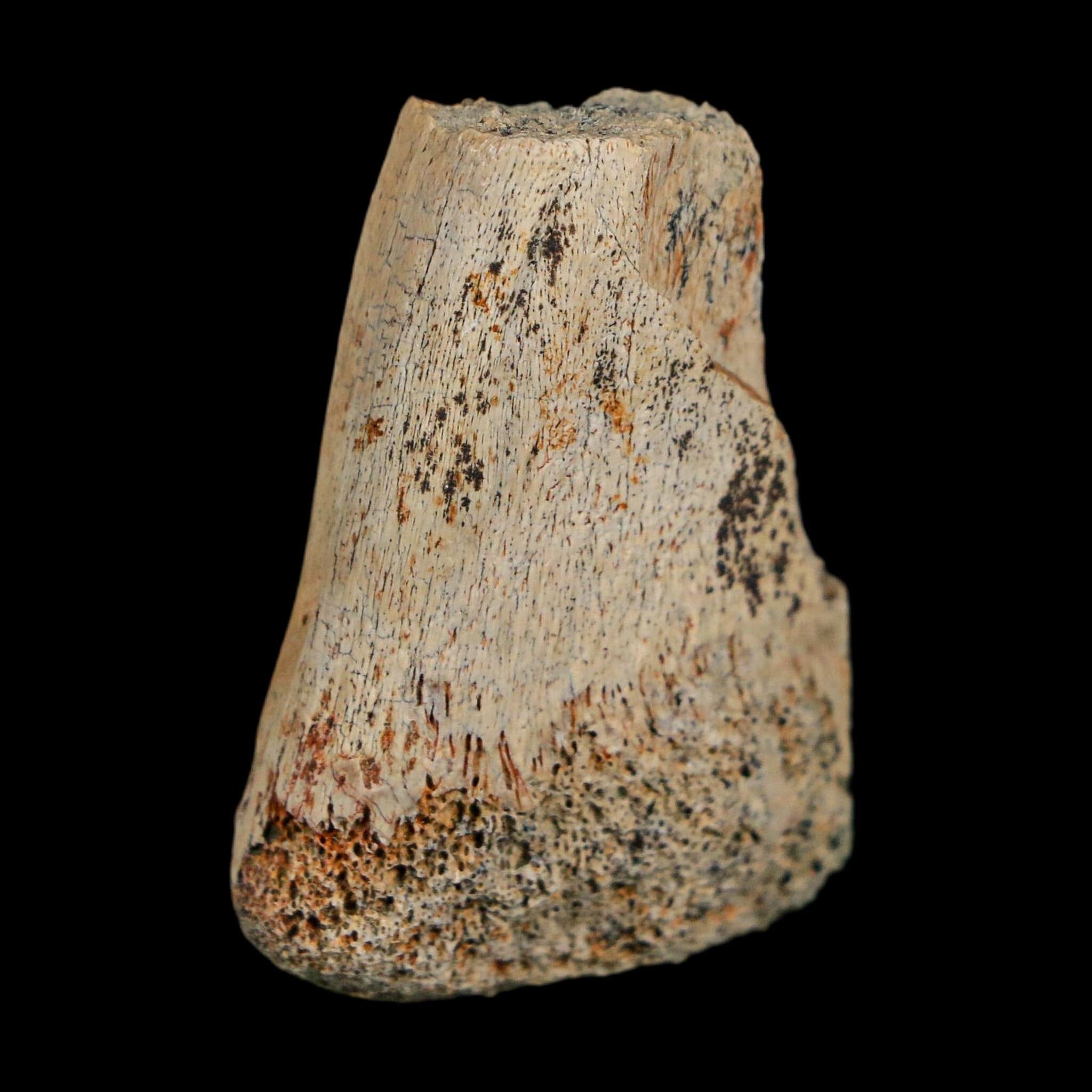1.6" Corythosaurus Fossil Finger Bone Judith River FM Cretaceous Dinosaur MT