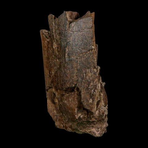 4.2" Triceratops Fossil Limb Bone Hell Creek FM Cretaceous Dinosaur MT COA Stand