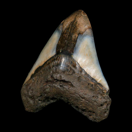 XL 3.7" Quality Megalodon Shark Tooth Fossil Natural Miocene Age COA