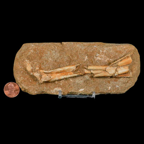 4.5" Pterosaur Tethydraco Regalis Fossil Bone Upper Cretaceous Morocco Stand COA - Fossil Age Minerals