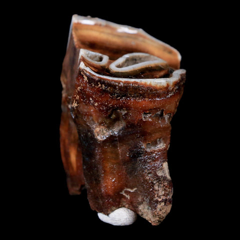 1.8" Woolly Rhinoceros Fossil Rooted Tooth Pleistocene Age Megafauna Russia COA - Fossil Age Minerals