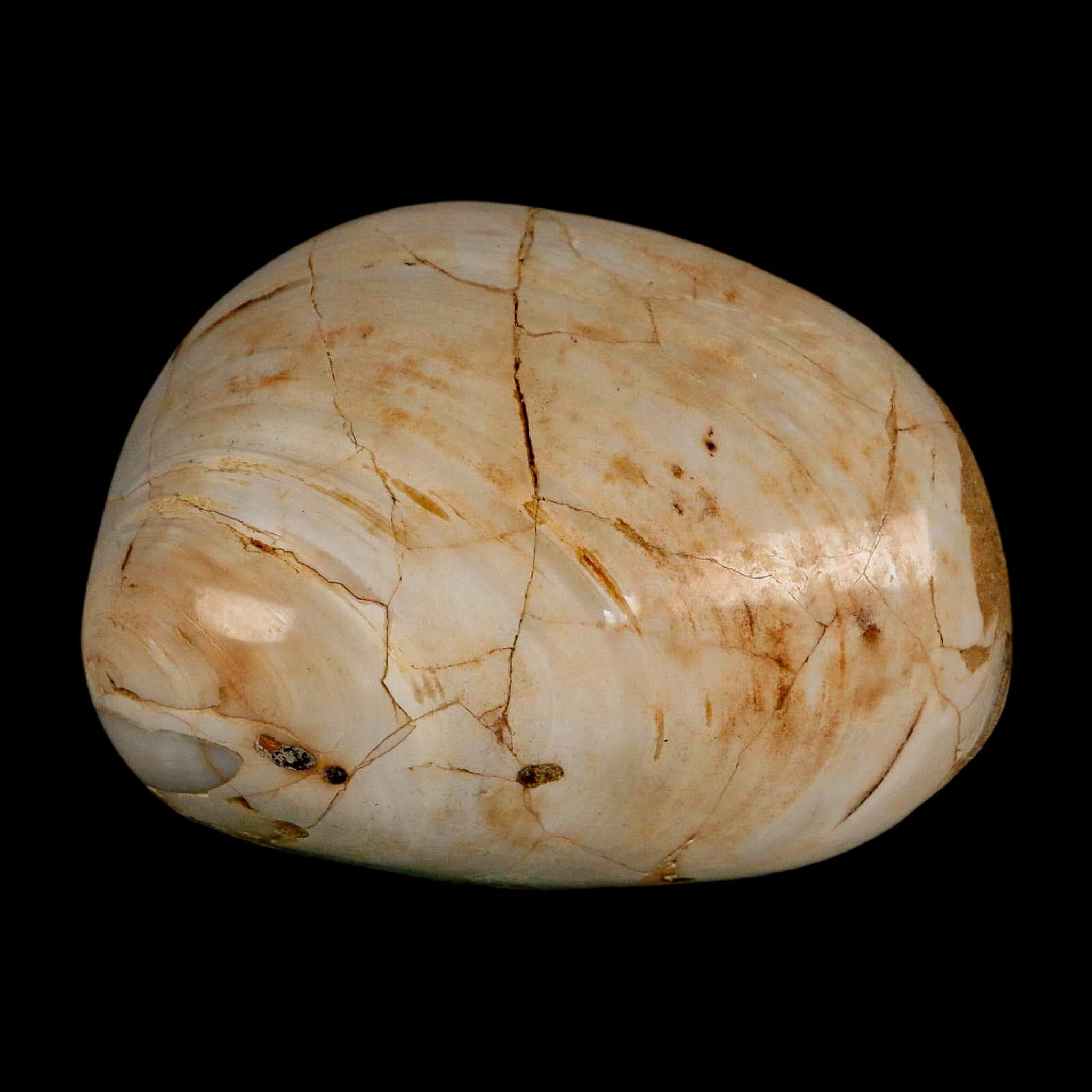 2.9" Clam Fossil Polished Jurassic Madagascar Bivalve Mollusk 150 Million Years Old - Fossil Age Minerals