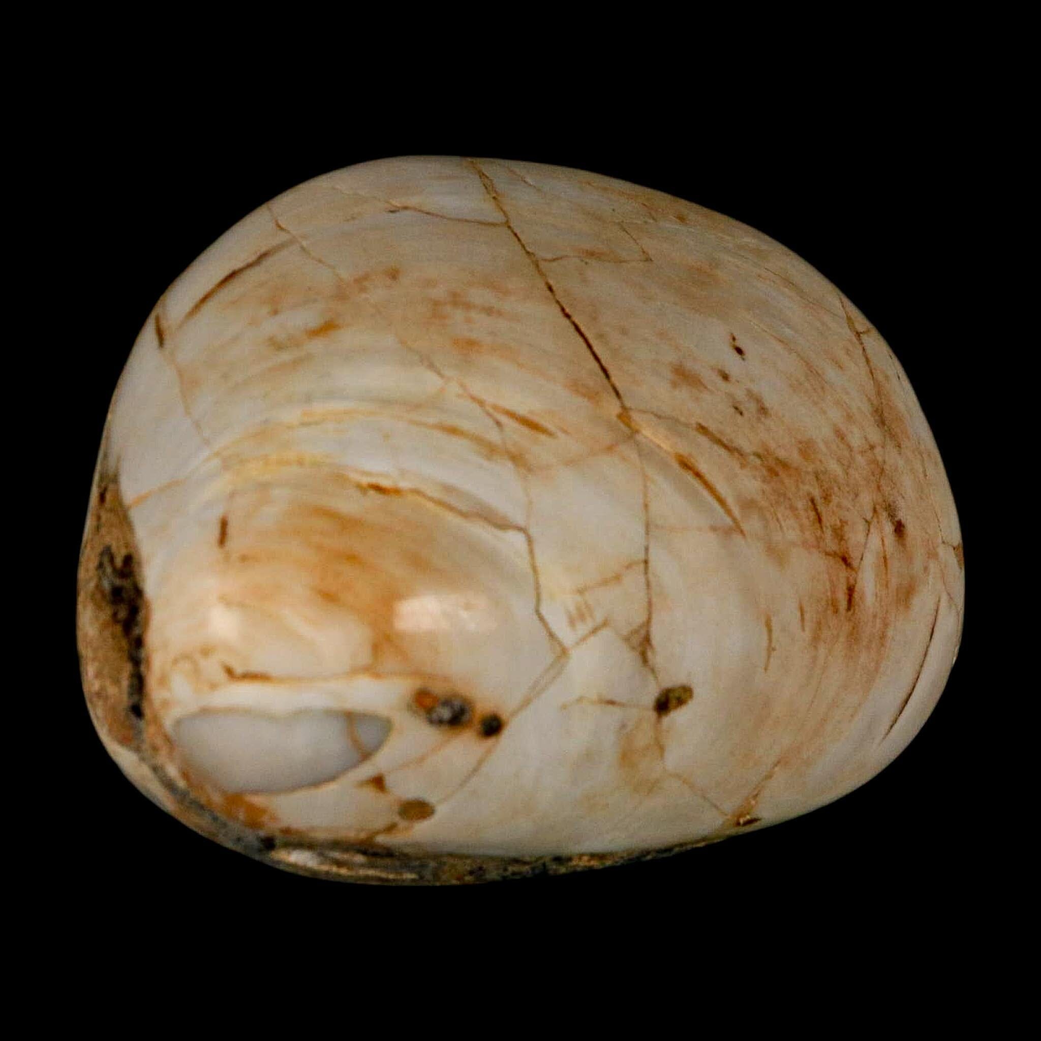 2.9" Clam Fossil Polished Jurassic Madagascar Bivalve Mollusk 150 Million Years Old - Fossil Age Minerals