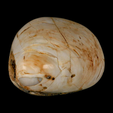 2.9" Clam Fossil Polished Jurassic Madagascar Bivalve Mollusk 150 Million Years Old - Fossil Age Minerals