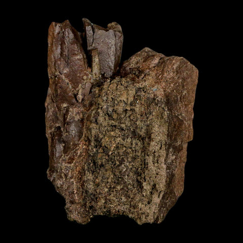 4.2" Triceratops Fossil Limb Bone Hell Creek FM Cretaceous Dinosaur MT COA Stand