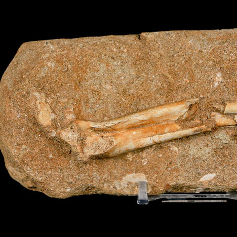 4.5" Pterosaur Tethydraco Regalis Fossil Bone Upper Cretaceous Morocco Stand COA - Fossil Age Minerals
