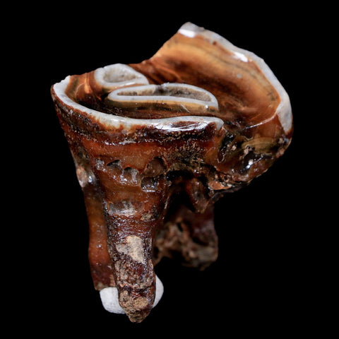 1.8" Woolly Rhinoceros Fossil Rooted Tooth Pleistocene Age Megafauna Russia COA - Fossil Age Minerals
