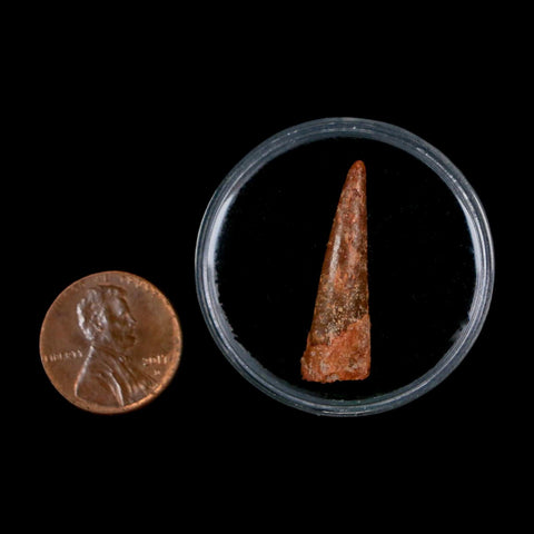 1.1" Pterosaur Coloborhynchus Fossil Tooth Upper Cretaceous Morocco COA & Display - Fossil Age Minerals