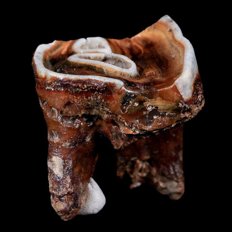 1.8" Woolly Rhinoceros Fossil Rooted Tooth Pleistocene Age Megafauna Russia COA - Fossil Age Minerals