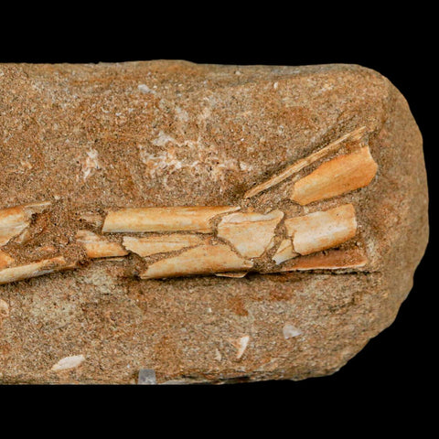 4.5" Pterosaur Tethydraco Regalis Fossil Bone Upper Cretaceous Morocco Stand COA - Fossil Age Minerals