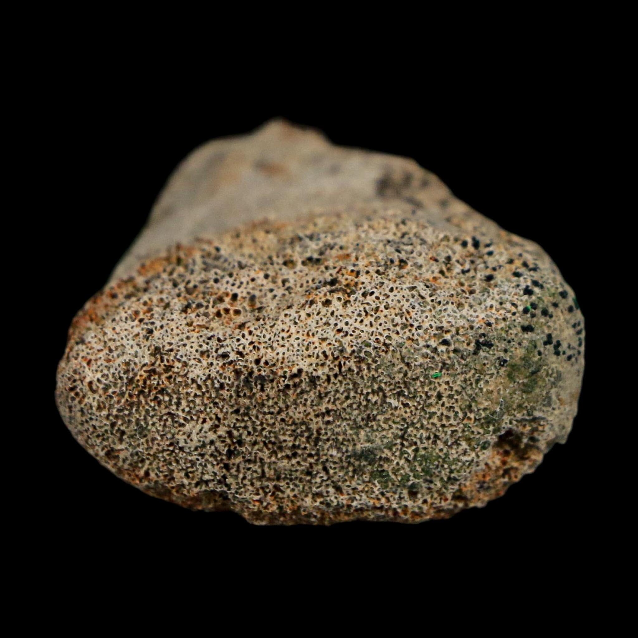 1.6" Corythosaurus Fossil Finger Bone Judith River FM Cretaceous Dinosaur MT