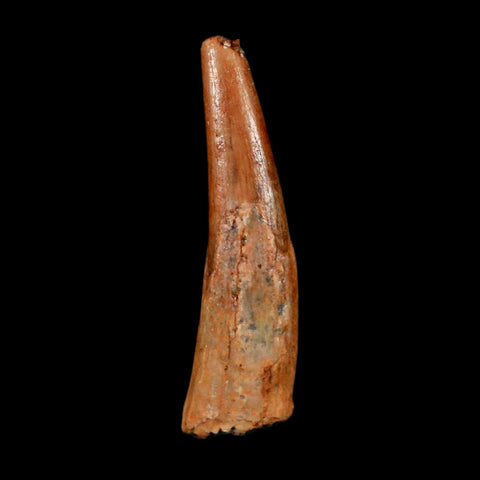 1" Pterosaur Coloborhynchus Fossil Tooth Upper Cretaceous Morocco COA & Display - Fossil Age Minerals