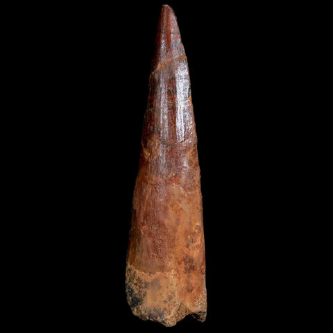 2.9" Spinosaurus Fossil Tooth 100 Mil Yrs Old Cretaceous Dinosaur COA & Stand - Fossil Age Minerals