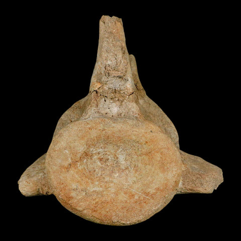 XL 5.6" Plesiosaur Fossil Vertebrae Cretaceous Dinosaur Era Morocco Zarafasaura COA - Fossil Age Minerals