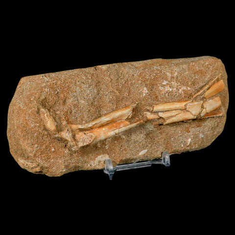 4.5" Pterosaur Tethydraco Regalis Fossil Bone Upper Cretaceous Morocco Stand COA - Fossil Age Minerals