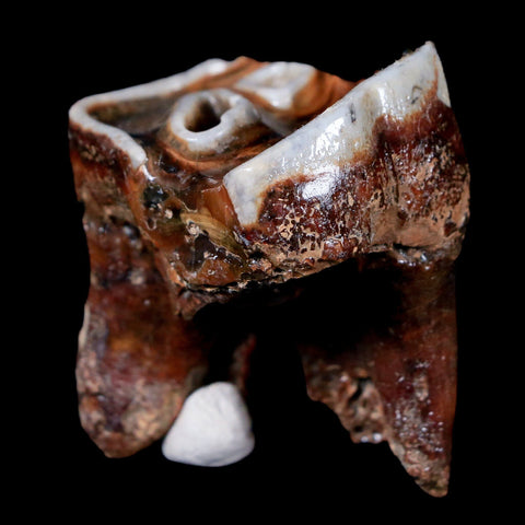 1.8" Woolly Rhinoceros Fossil Rooted Tooth Pleistocene Age Megafauna Russia COA - Fossil Age Minerals