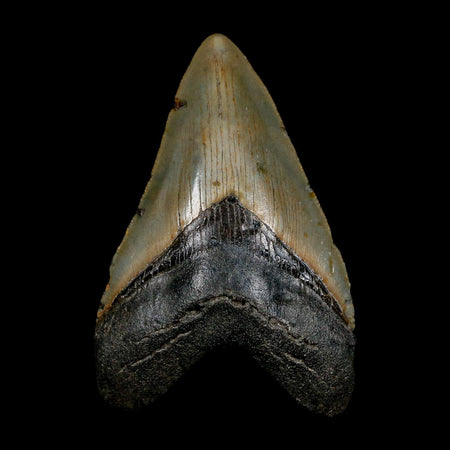 XL 3.6" Quality Megalodon Shark Tooth Serrated Fossil Natural Miocene Age COA