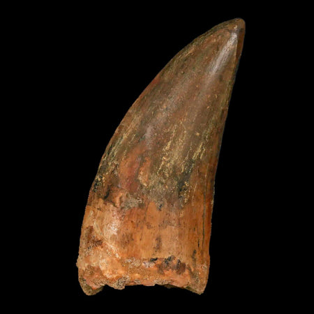 2.8" Carcharodontosaurus Fossil Tooth Cretaceous Theropod Dinosaur Stand, COA
