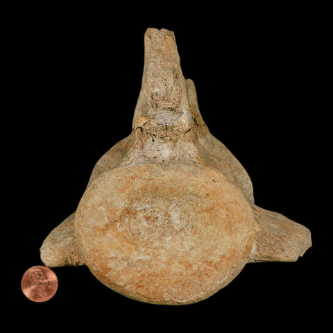 XL 5.6" Plesiosaur Fossil Vertebrae Cretaceous Dinosaur Era Morocco Zarafasaura COA - Fossil Age Minerals