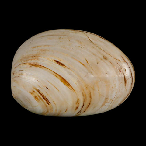 2.9" Clam Fossil Polished Jurassic Madagascar Bivalve Mollusk 150 Million Years Old - Fossil Age Minerals