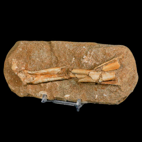4.5" Pterosaur Tethydraco Regalis Fossil Bone Upper Cretaceous Morocco Stand COA - Fossil Age Minerals