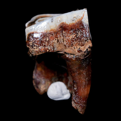 1.8" Woolly Rhinoceros Fossil Rooted Tooth Pleistocene Age Megafauna Russia COA - Fossil Age Minerals