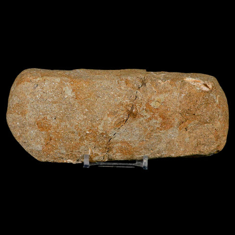 4.5" Pterosaur Tethydraco Regalis Fossil Bone Upper Cretaceous Morocco Stand COA - Fossil Age Minerals