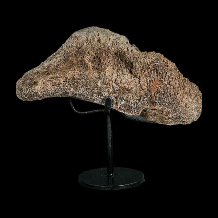 5.6" Triceratops Fossil Vertebrae Marrow Hell Creek Cretaceous Dinosaur MT COA Stand