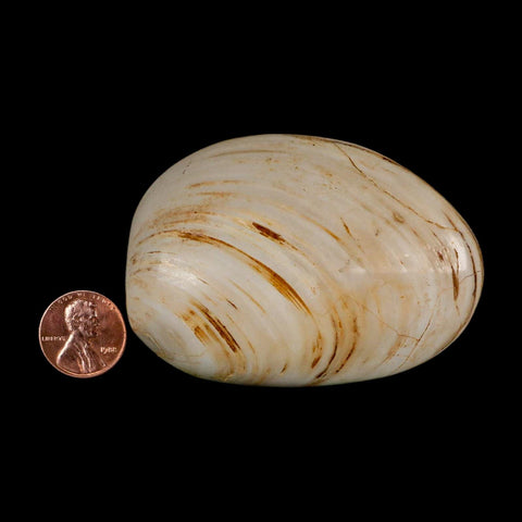 2.9" Clam Fossil Polished Jurassic Madagascar Bivalve Mollusk 150 Million Years Old - Fossil Age Minerals