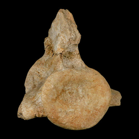 XL 5.6" Plesiosaur Fossil Vertebrae Cretaceous Dinosaur Era Morocco Zarafasaura COA - Fossil Age Minerals