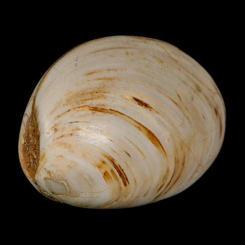 2.9" Clam Fossil Polished Jurassic Madagascar Bivalve Mollusk 150 Million Years Old - Fossil Age Minerals