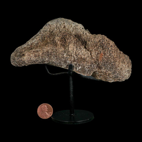 5.6" Triceratops Fossil Vertebrae Marrow Hell Creek Cretaceous Dinosaur MT COA Stand