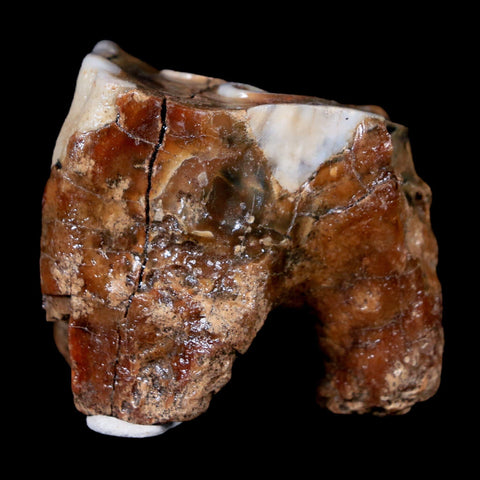 1.9" Woolly Rhinoceros Fossil Rooted Tooth Pleistocene Age Megafauna Russia COA - Fossil Age Minerals
