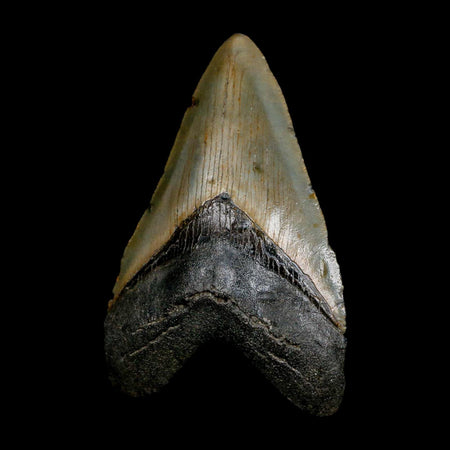 XL 3.6" Quality Megalodon Shark Tooth Serrated Fossil Natural Miocene Age COA