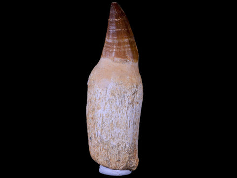 XL 4.3" Mosasaur Prognathodon Fossil Tooth Rooted Cretaceous Dinosaur Era COA - Fossil Age Minerals
