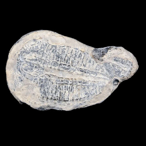 1.2" Elrathia Kingi Trilobite Fossil Utah Cambrian Age 521 Million Years Old COA - Fossil Age Minerals