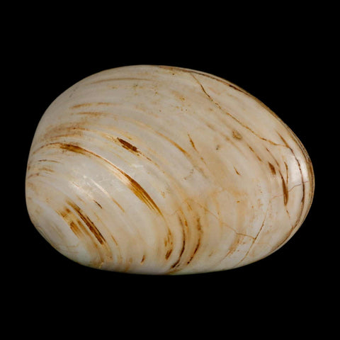 2.9" Clam Fossil Polished Jurassic Madagascar Bivalve Mollusk 150 Million Years Old - Fossil Age Minerals