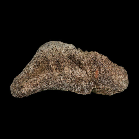 5.6" Triceratops Fossil Vertebrae Marrow Hell Creek Cretaceous Dinosaur MT COA Stand