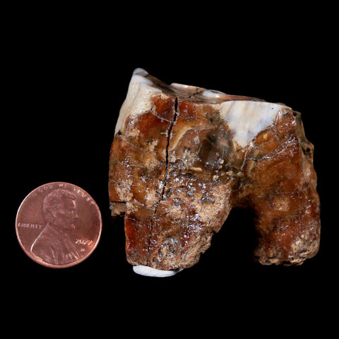 1.9" Woolly Rhinoceros Fossil Rooted Tooth Pleistocene Age Megafauna Russia COA - Fossil Age Minerals