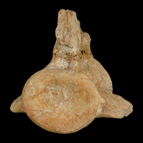XL 5.6" Plesiosaur Fossil Vertebrae Cretaceous Dinosaur Era Morocco Zarafasaura COA - Fossil Age Minerals