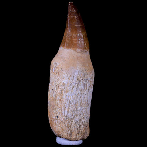 XL 4.3" Mosasaur Prognathodon Fossil Tooth Rooted Cretaceous Dinosaur Era COA - Fossil Age Minerals