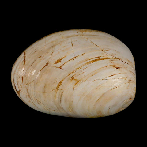 2.9" Clam Fossil Polished Jurassic Madagascar Bivalve Mollusk 150 Million Years Old - Fossil Age Minerals