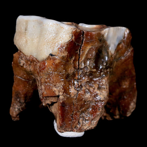 1.9" Woolly Rhinoceros Fossil Rooted Tooth Pleistocene Age Megafauna Russia COA - Fossil Age Minerals