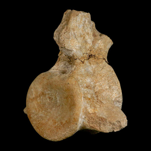 XL 5.6" Plesiosaur Fossil Vertebrae Cretaceous Dinosaur Era Morocco Zarafasaura COA - Fossil Age Minerals