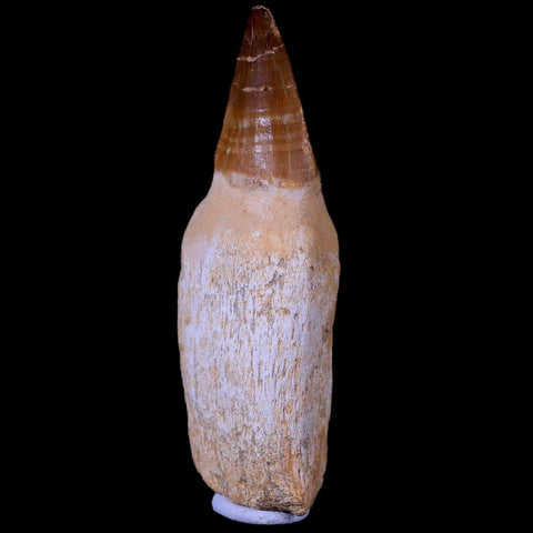 XL 4.3" Mosasaur Prognathodon Fossil Tooth Rooted Cretaceous Dinosaur Era COA - Fossil Age Minerals